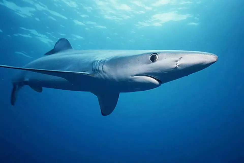 Shark kills surfer off Australian beach