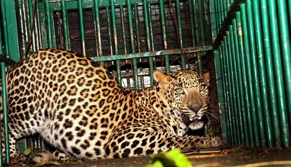 India’s iconic snow leopard faces extinction