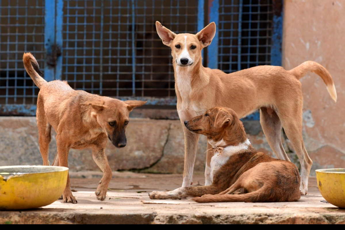 Delhi court orders filing of FIR against city cop for thrashing street dog