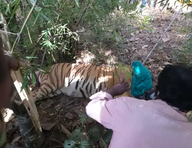 Mystery Male” T-1 Tiger of Pench critically injured in a tragic hit- and– run case