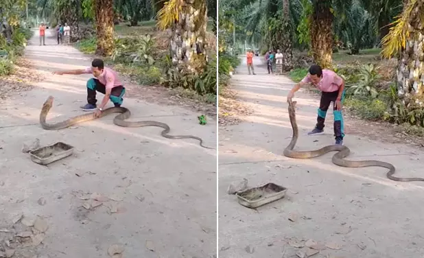 Video: Man catches vicious 14-foot-long cobra with bare hands
