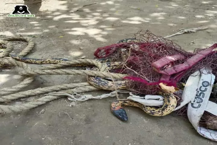 Ghaziabad residents save 6-foot-long Black-headed Royal Snake entangled in tennis court net