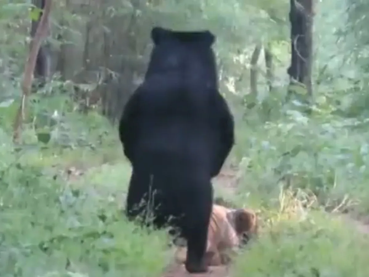 Watch: Bear takes on tiger in middle of forest