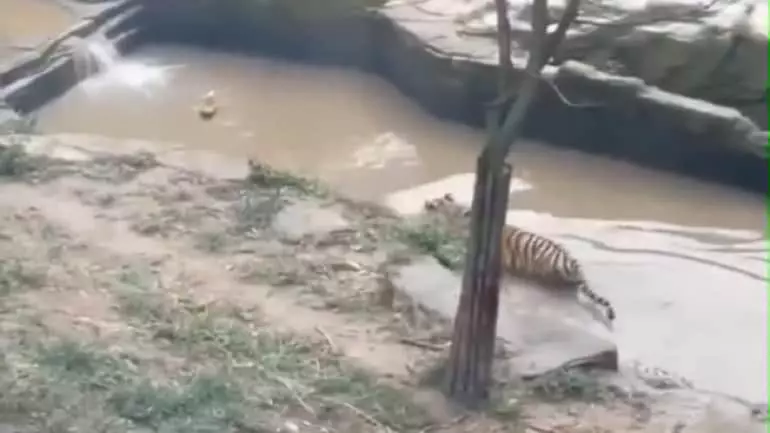 Viral video: Brave duck dodges hungry tiger
