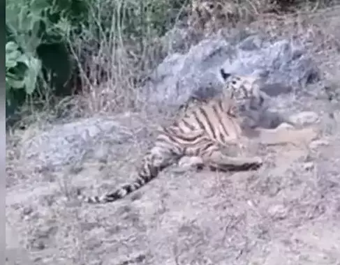 Video: Two tiger cubs injured by angry villagers rescued from Madhya Pradesh’s Seoni district