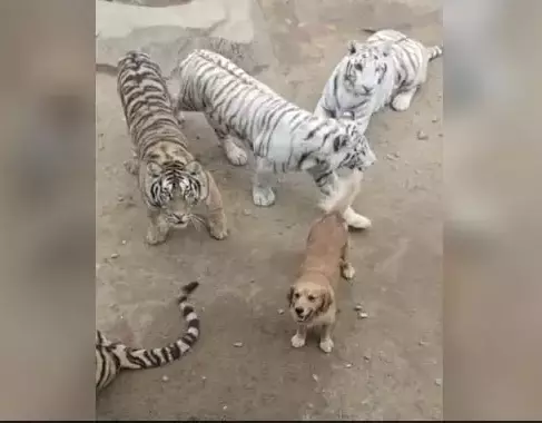 Viral Video: Dog roams amid group of tigers!