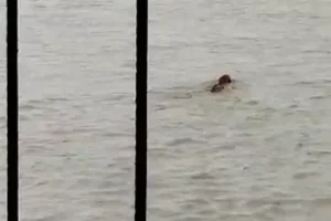 On Camera: Tiger swept away by flooded river but recovers to swim across