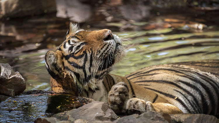 India gets Srivilliputhur as its 51st tiger reserve