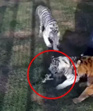 Dubai Princess shares awesome video of little kitten putting up a fight against big tigers
