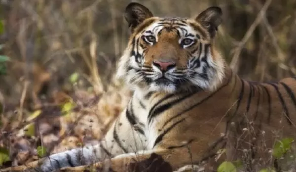 Madhya Pradesh leads in tiger deaths, Maharashtra at 2nd spot and Karnataka is 3rd