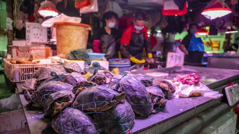 China’s Wuhan city that triggered COVID-19 now detects cholera bacteria in turtles sold in meat market