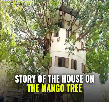 3 Storey House On The Mango Tree In Udaipur, Built Without Cutting A Single Branch