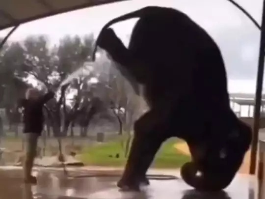 Viral video of elephant doing a headstand triggers debate