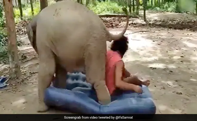 Caught on Camera: Tussle between baby elephant and keeper to sleep on a mattress!