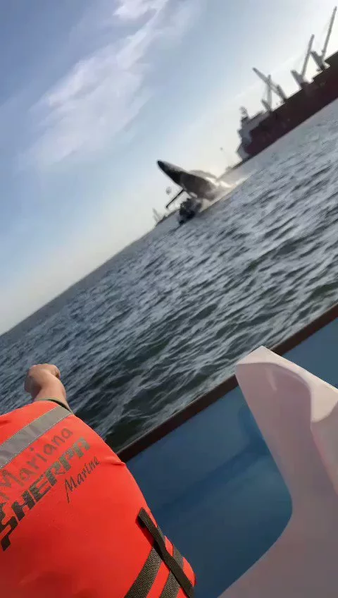 Video: Giant whale crushes tourist boat, four badly injured