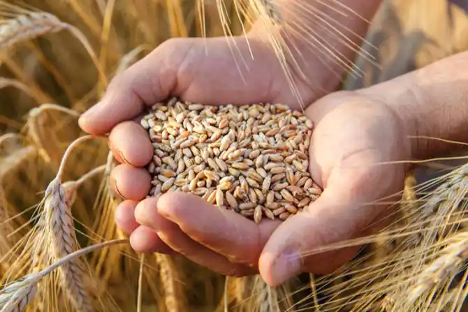 After Ukraine war, Egypt, world’s largest wheat importer wants to buy grain from India