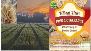 New wheat variety for better quality soft, sweet chapatis released for cultivation in Punjab