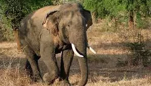 Wild elephant kills woman, then returns to attack dead body at funeral in Odisha’s Mayurbhanj district