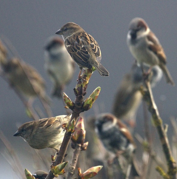 World Sparrow Day 2021: Who will love a little sparrow?