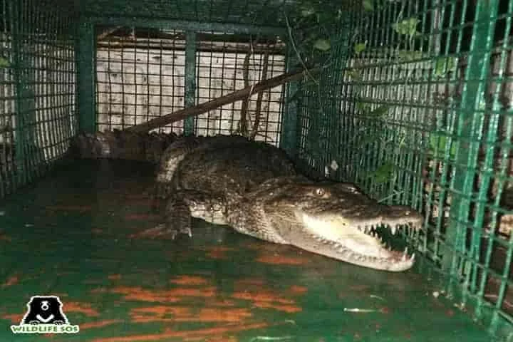 Flood waters bring 4.5-foot deadly crocodile into factory in Vadodara