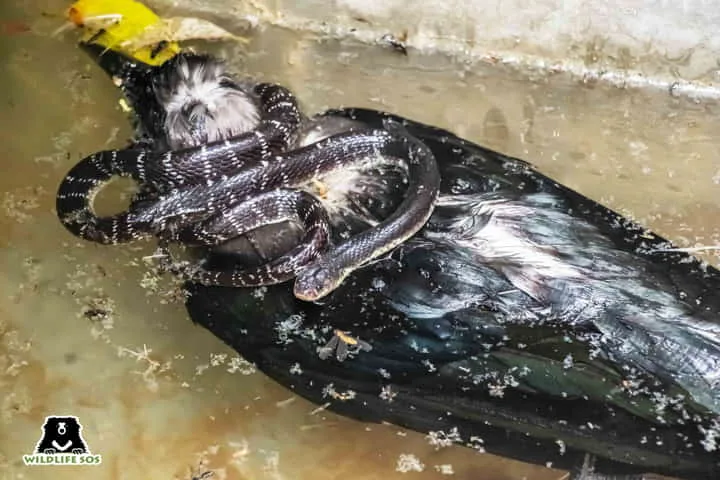Deadly Krait snake creeps into swimming pool at Delhi farmhouse to escape summer heat