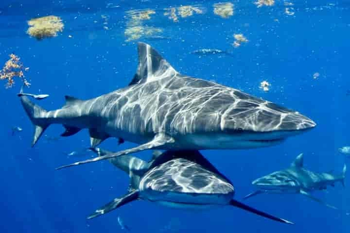 What made sharks the supreme survivors for the last 450 million years?