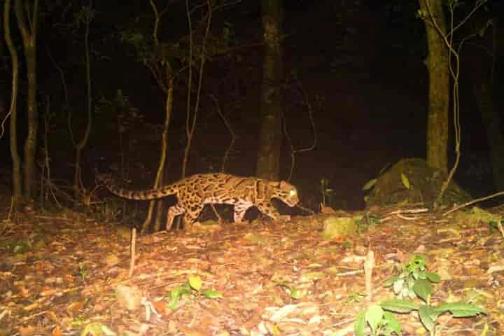 Rare Clouded Leopard spotted in West Bengal’s Buxa Tiger Reserve