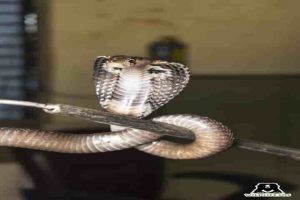 Several Cobras and Indian Rat snakes entering Delhi homes due to rains
