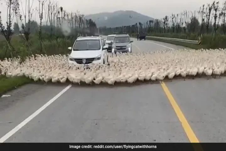Video: Hundreds of ducks bring cars to a halt on highway 