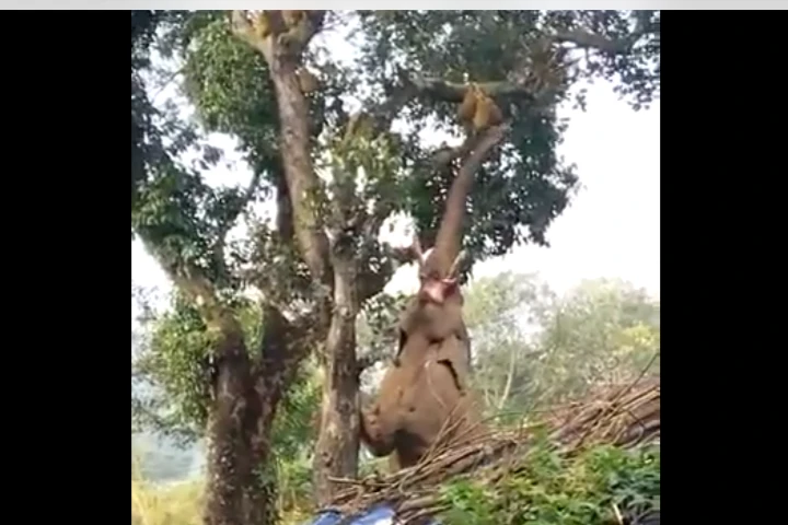 WATCH: Wild elephant goes vertical to pluck jackfruit high up on a tree!