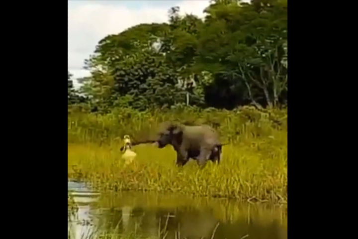 Watch:  Brave mother elephant saves her calf from clutches of deadly crocodile