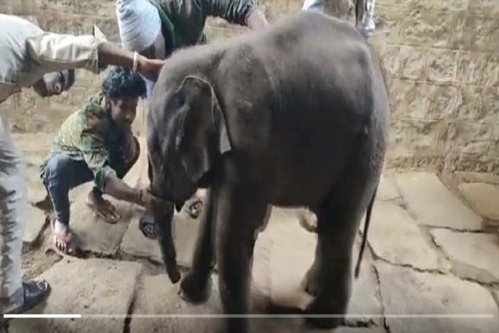 Abandoned baby elephant gets shelter in Benguluru’s Bannerghatta Park