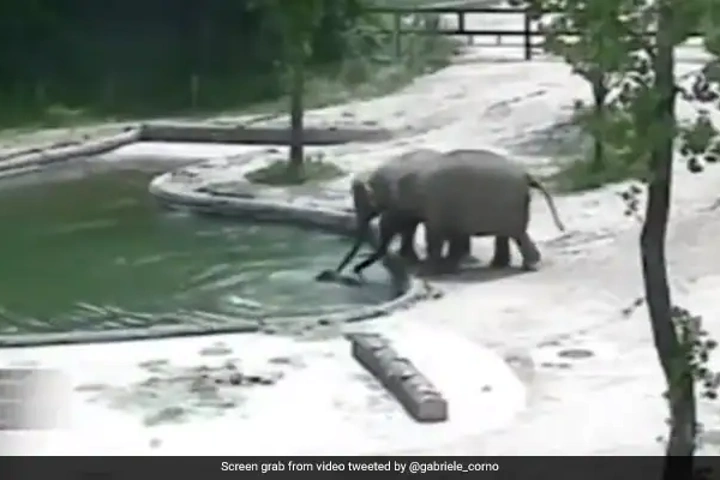 WATCH: Elephants save calf from drowning!
