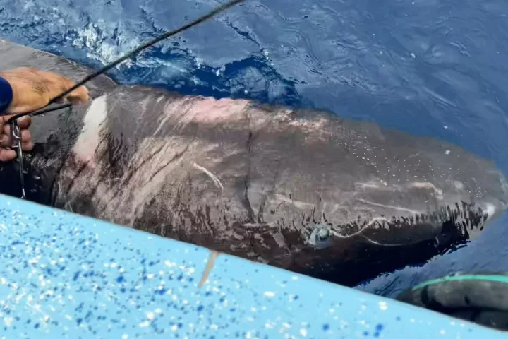 Half-blind shark in Central America stuns scientists!