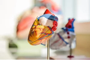 New study model sheds light on how organs communicate with one another