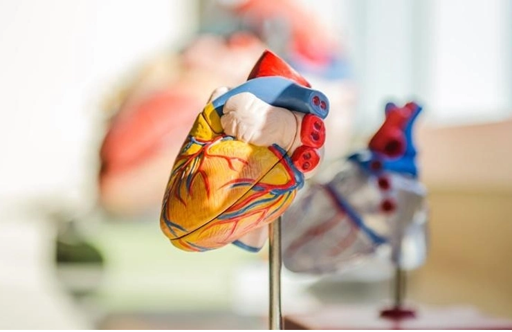 New study model sheds light on how organs communicate with one another