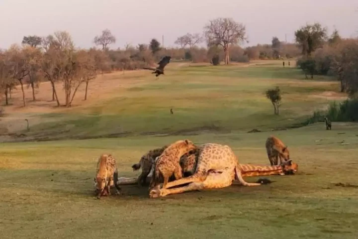 WATCH: Pack of hungry hyenas attack two lionesses and snatch their prey