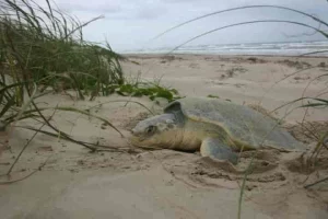 Rare Kemp’s Ridley turtles nest found in Texas bringing cause for cheer