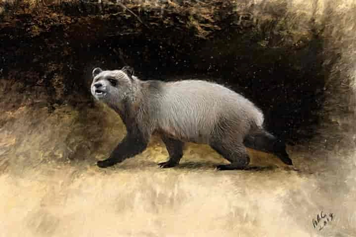 Not just China, Giant Pandas lived in Europe millions of years ago