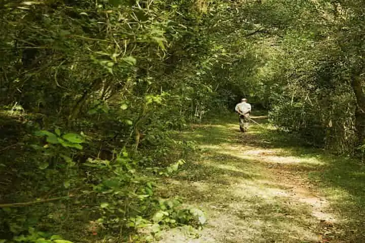 Longwood Shola forest in Tamil Nadu’s Nilgiris wins global recognition
