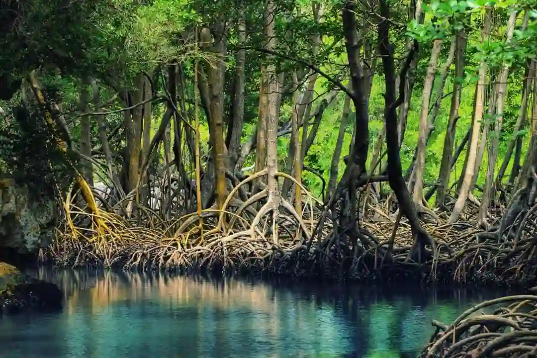 Mangroves stand tall – minimise damage during Maharashtra cyclones