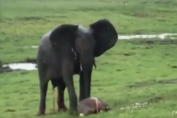 WATCH: Mother Elephant gives birth to calf with herd rejoicing!