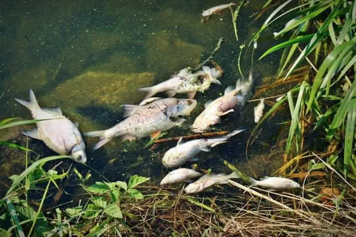 Toxic Algae is mysterious killer of thousands of fish in Oder river, says Polish minister