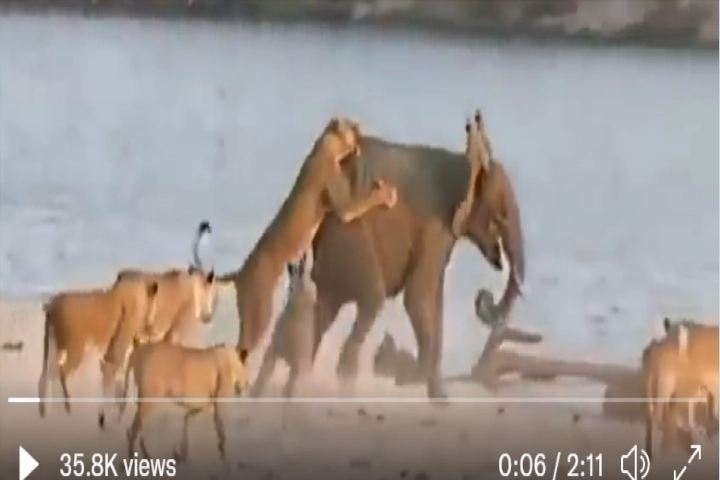 VIRAL VIDEO: One Tusker takes on 14 lionesses and wins!