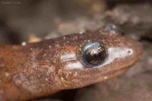 Mystery of missing lungs in salamanders