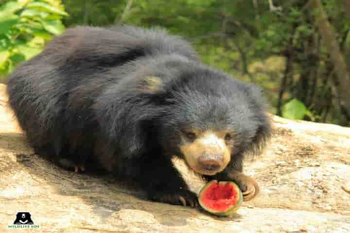 Odum the bear named by Julia Roberts gets relief from pain after tooth extraction in Bengaluru