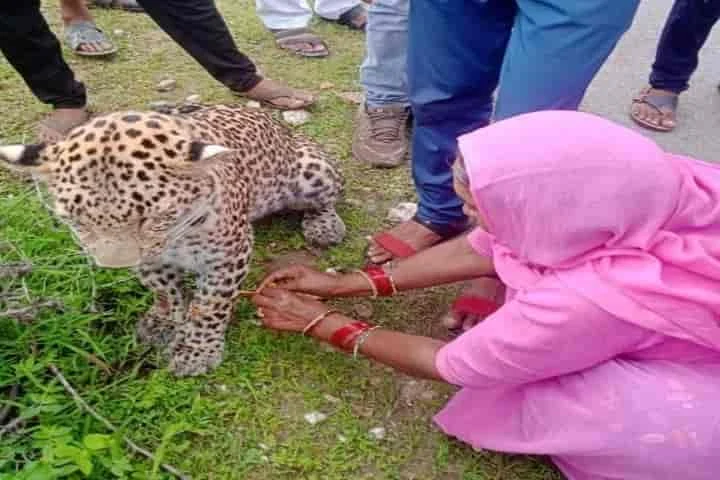 Woman in Rajasthan ties rakhi on ailing leopard