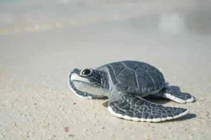 Due to Climate Change only female sea turtles are being born in Florida