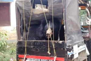 Brutally tortured sloth bear rescued by West Bengal Forest Dept.