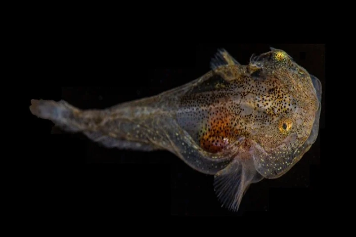 Anti-freeze proteins enable this fish to survive in frigid Arctic waters